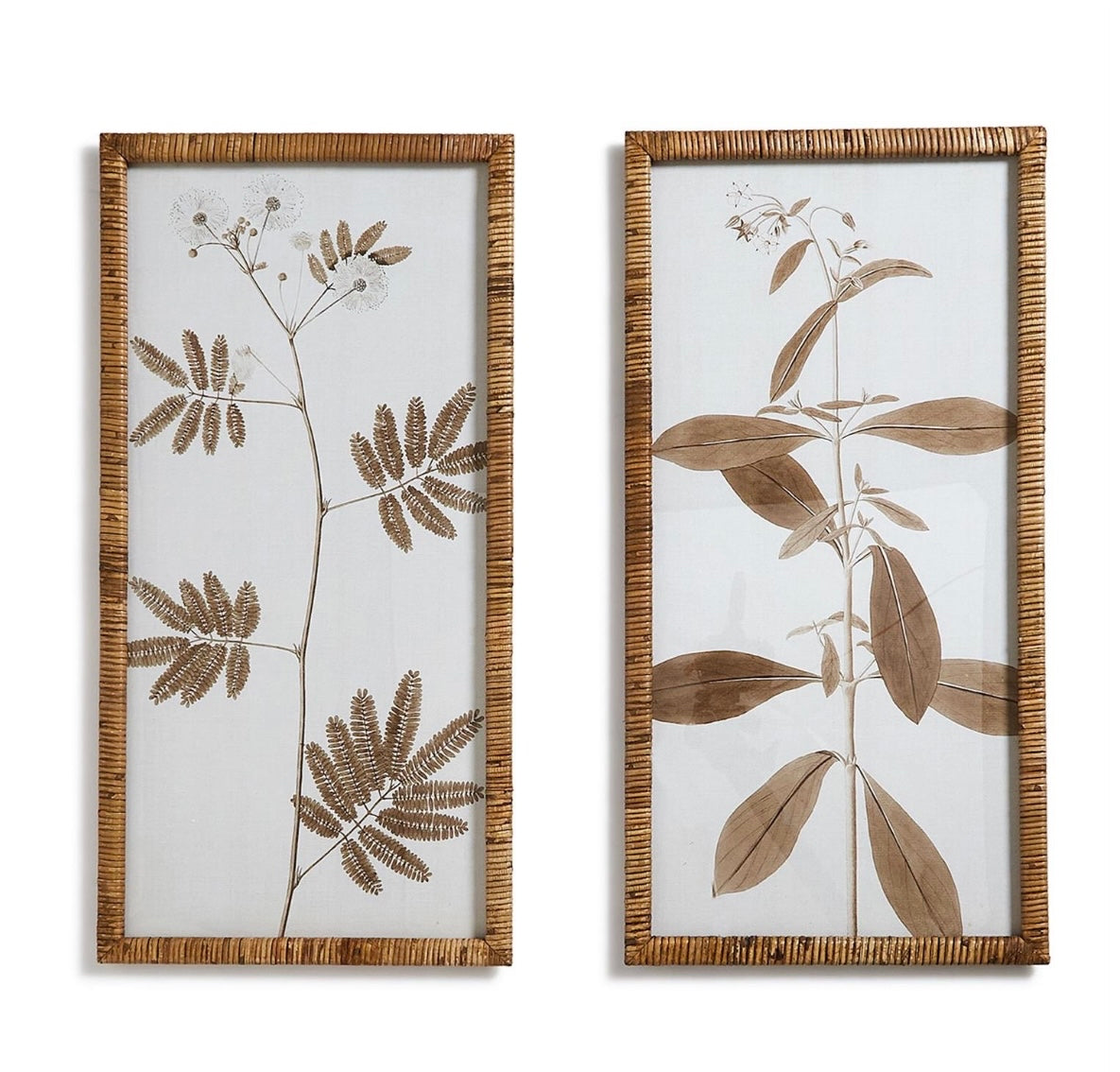 Mimosa & Star Flower Floral Prints, set of 2