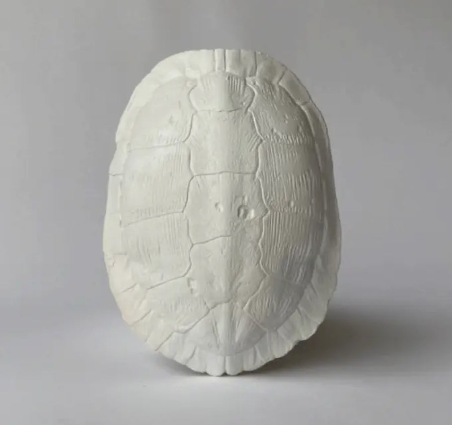 River Turtle Shell