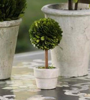 Mini Boxwood Topiary
