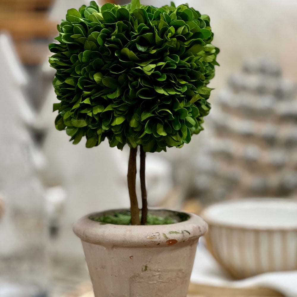 Preserved Boxwood Square Shaped Topiary