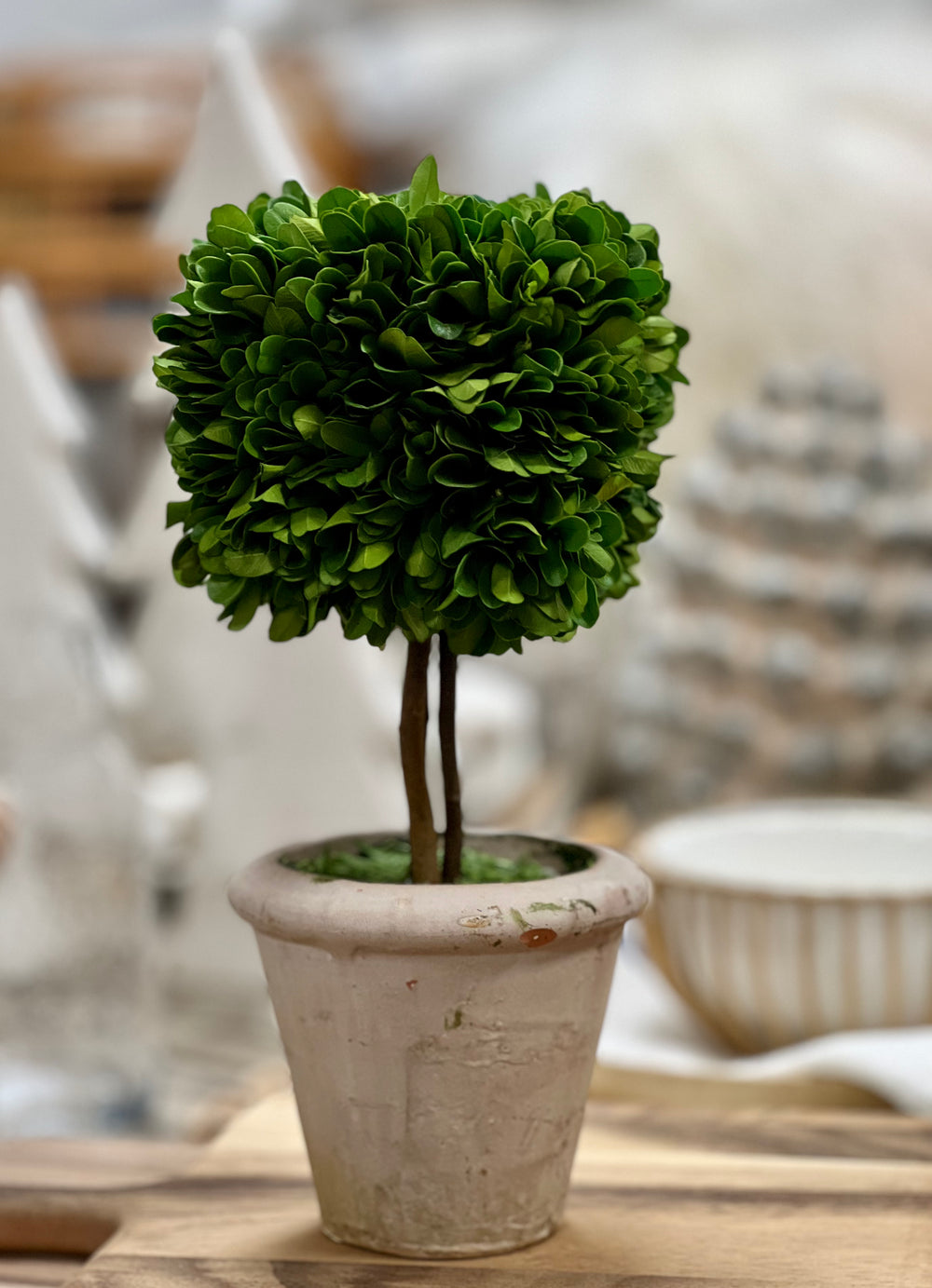 Preserved Boxwood Square Shaped Topiary