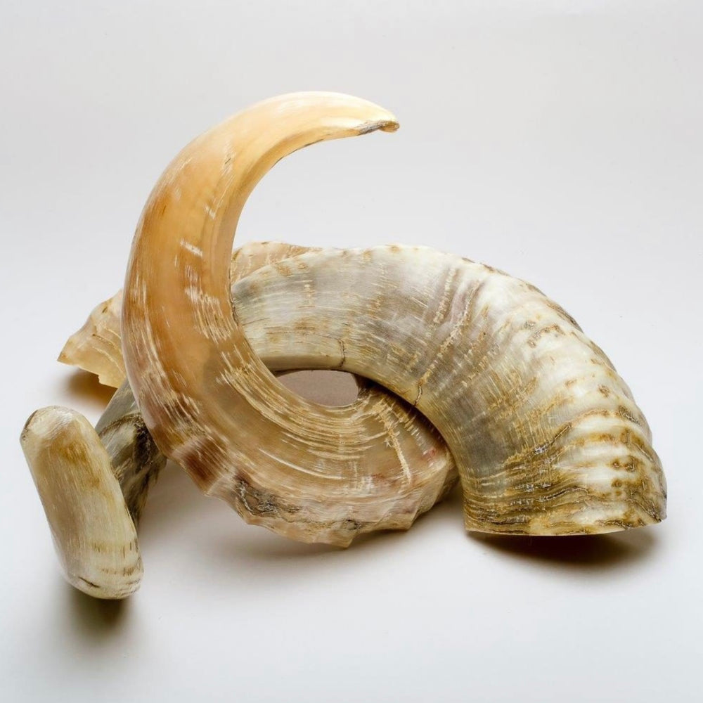 Merino Ram Horn