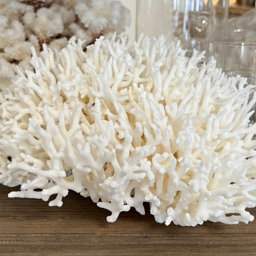 Finger Style Coral - 2 sizes