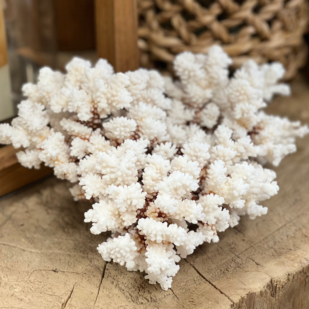 Brownstem Coral - 2 sizes
