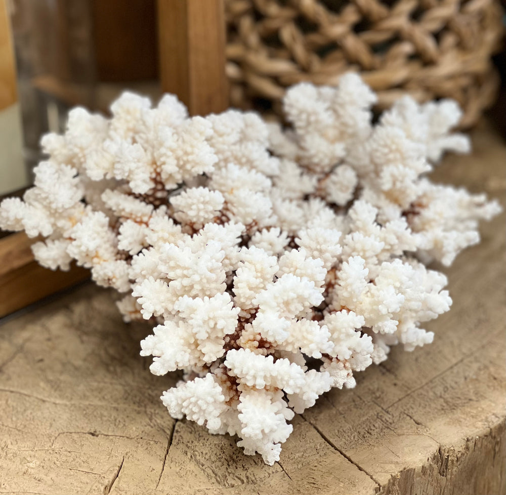 Brownstem Coral - 2 sizes