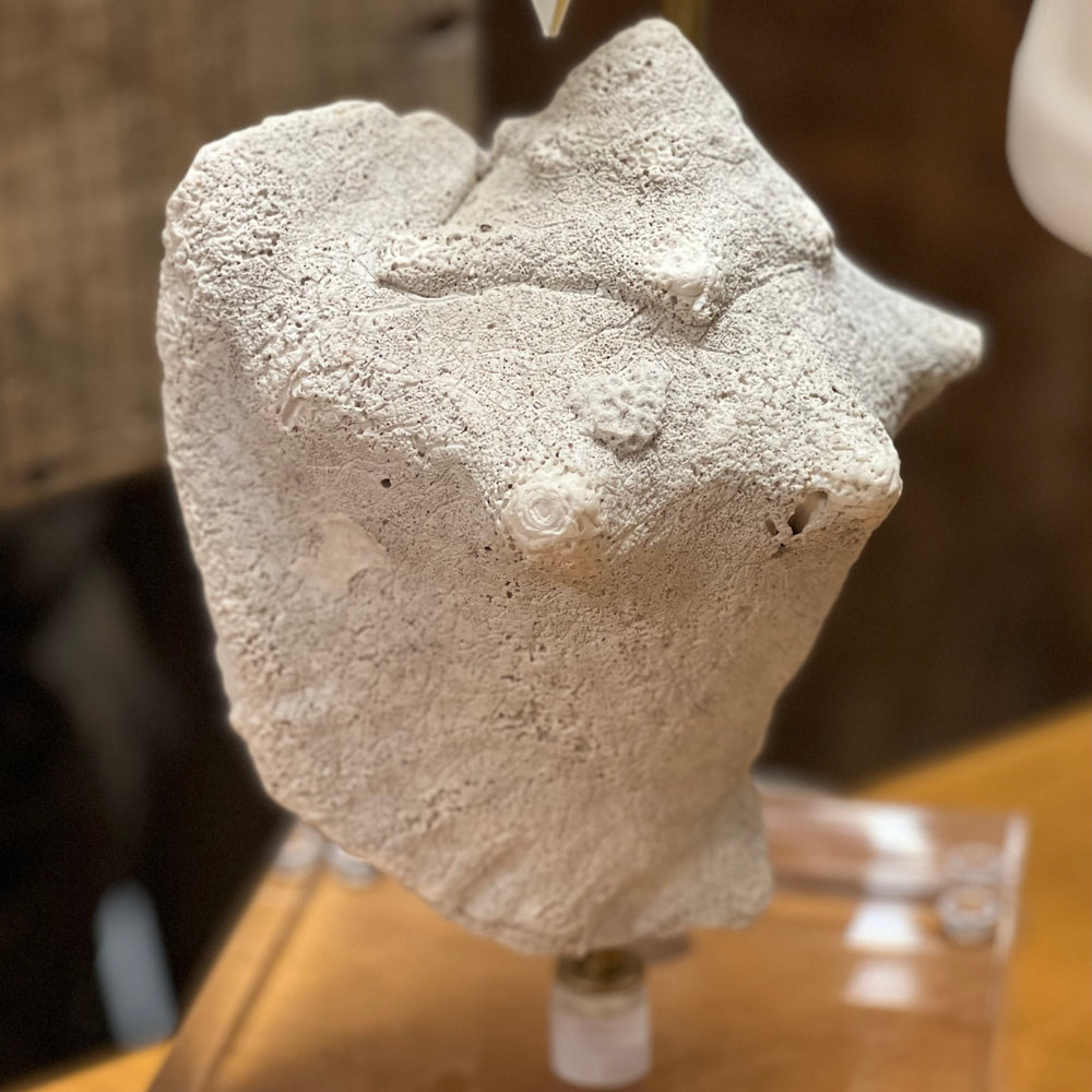 Patricia Conch Shell Table Lamp