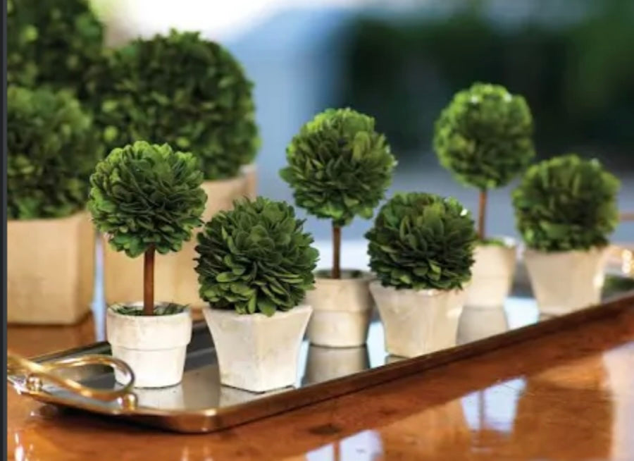 
                      
                        Mini Boxwood Topiary
                      
                    