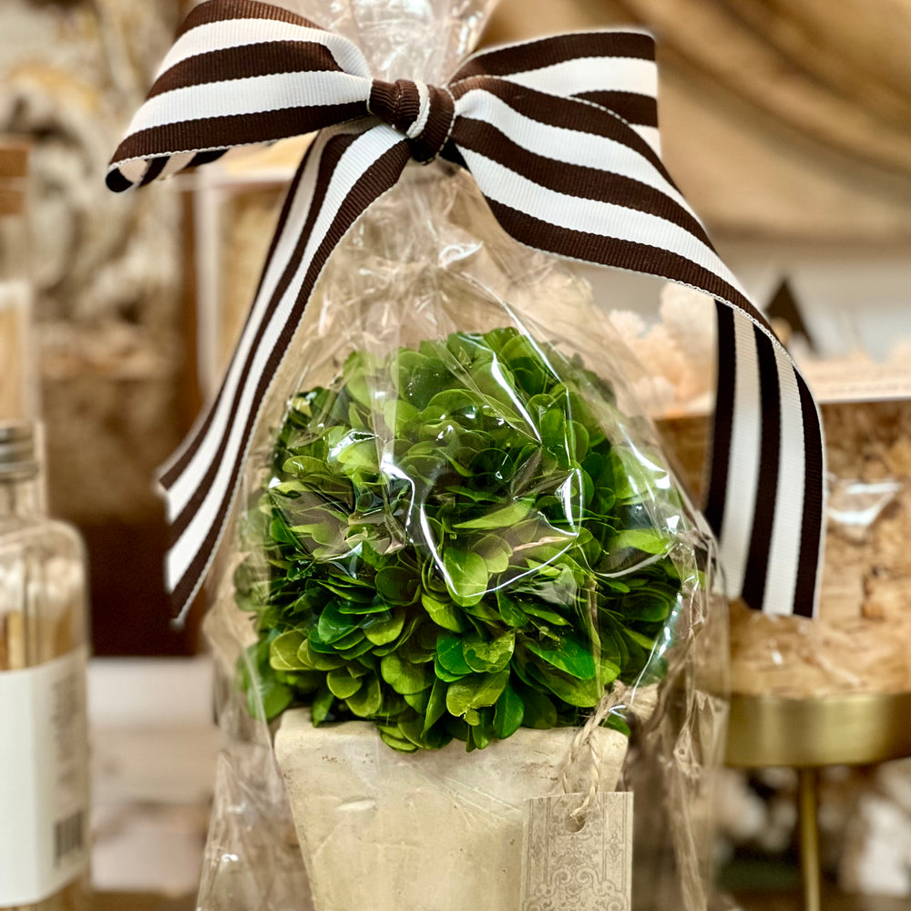 Boxwood Topiary in Square Pot