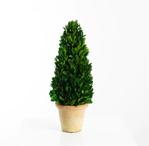 Preserved Boxwood Cone Shape Topiary