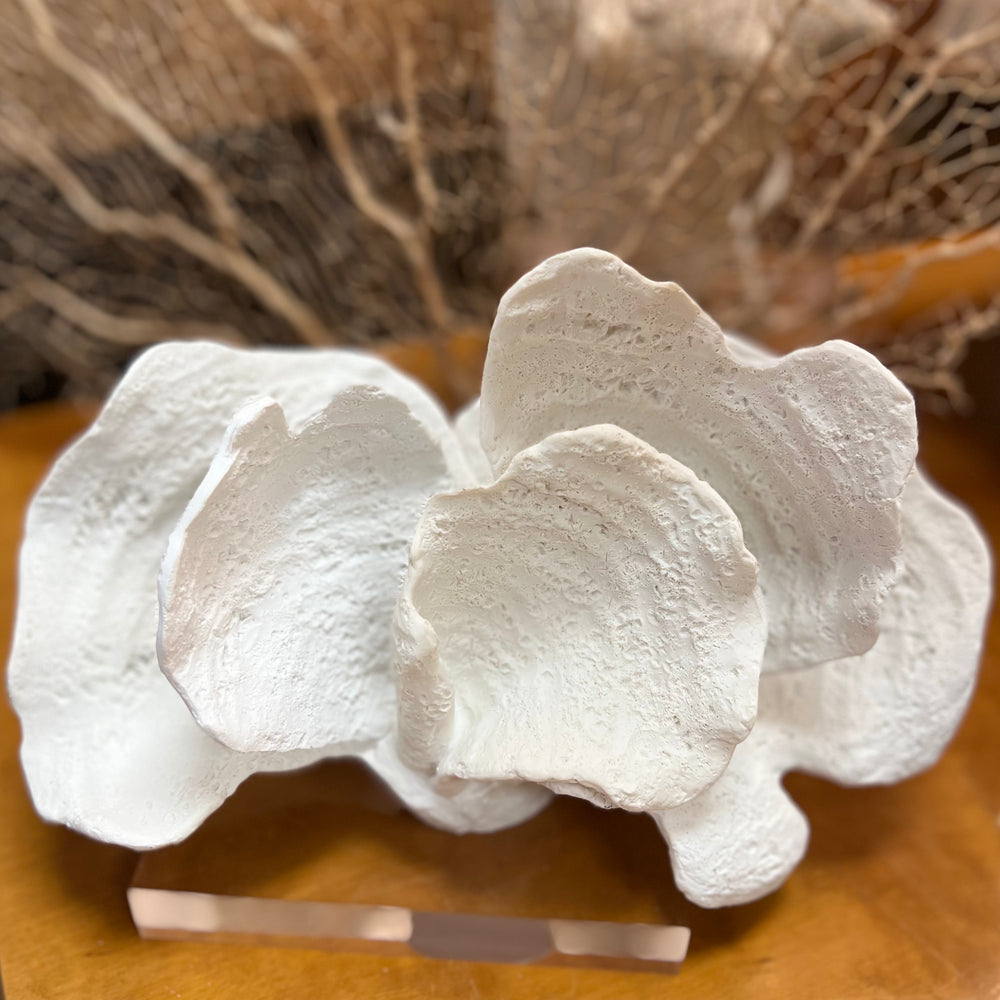
                      
                        White Coron Coral
                      
                    