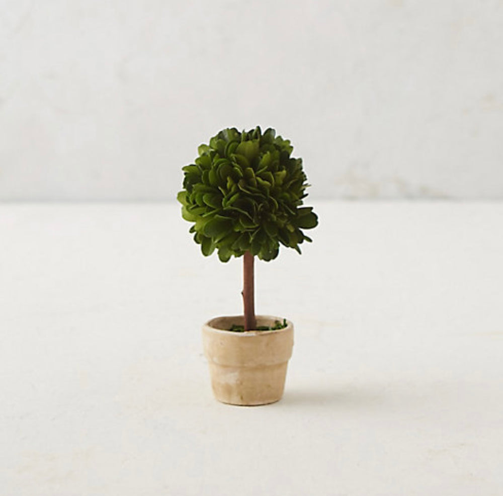 Mini Boxwood Topiary