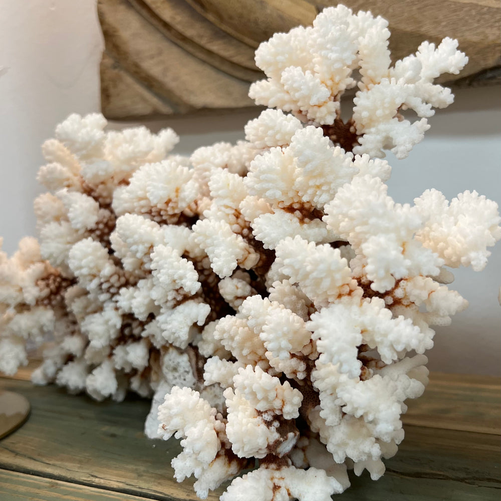 Brownstem Coral - 2 sizes