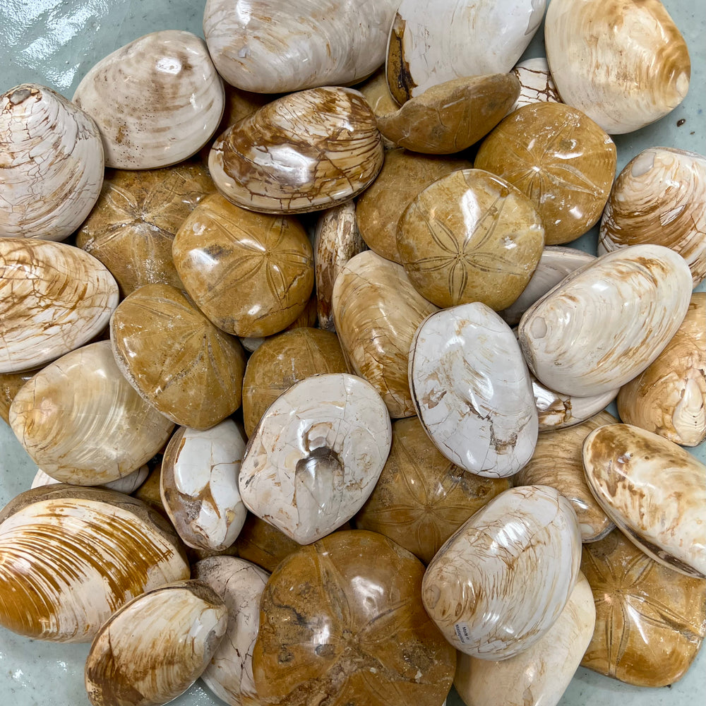 Fossilized Mollusk or Sand Dollar
