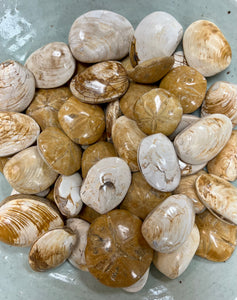 Fossilized Mollusk or Sand Dollar