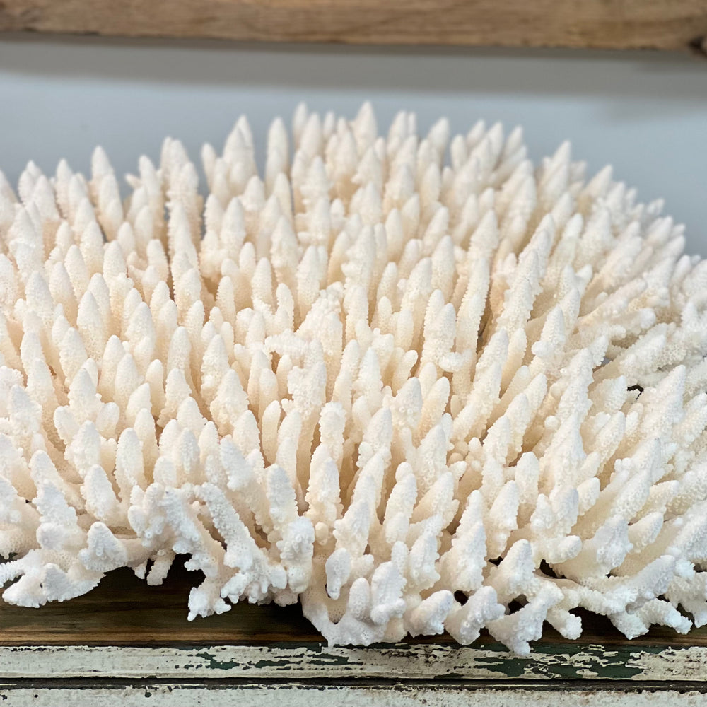 Table Coral - 4 sizes