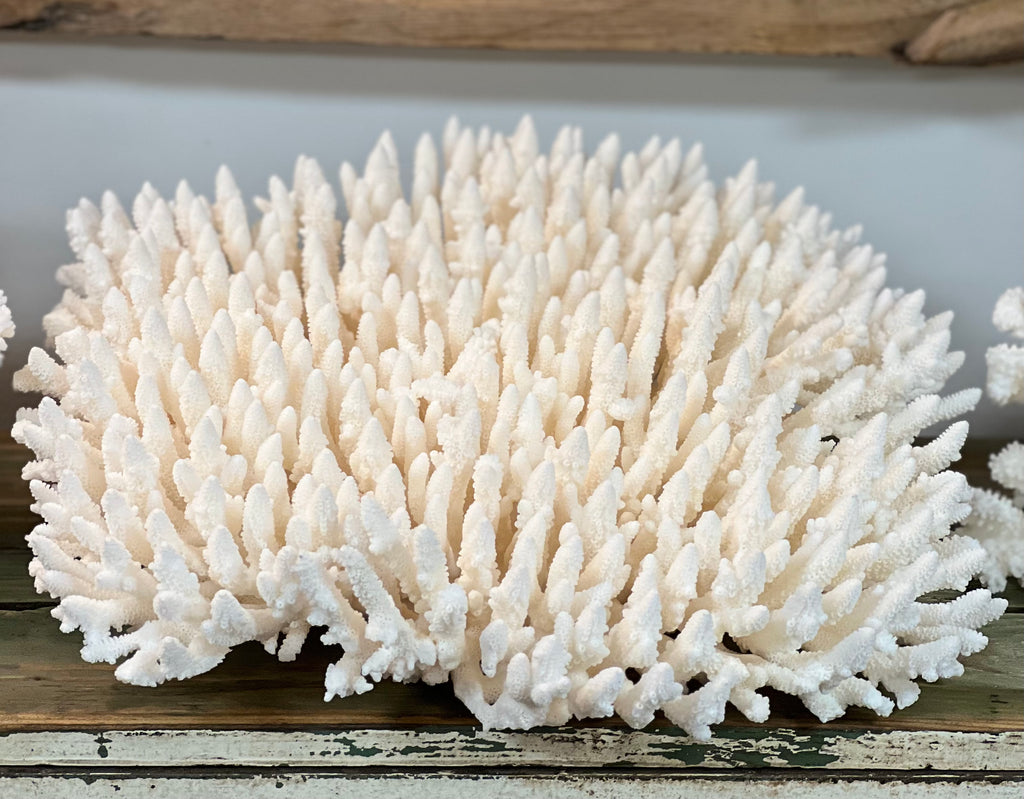 Table Coral - 4 sizes