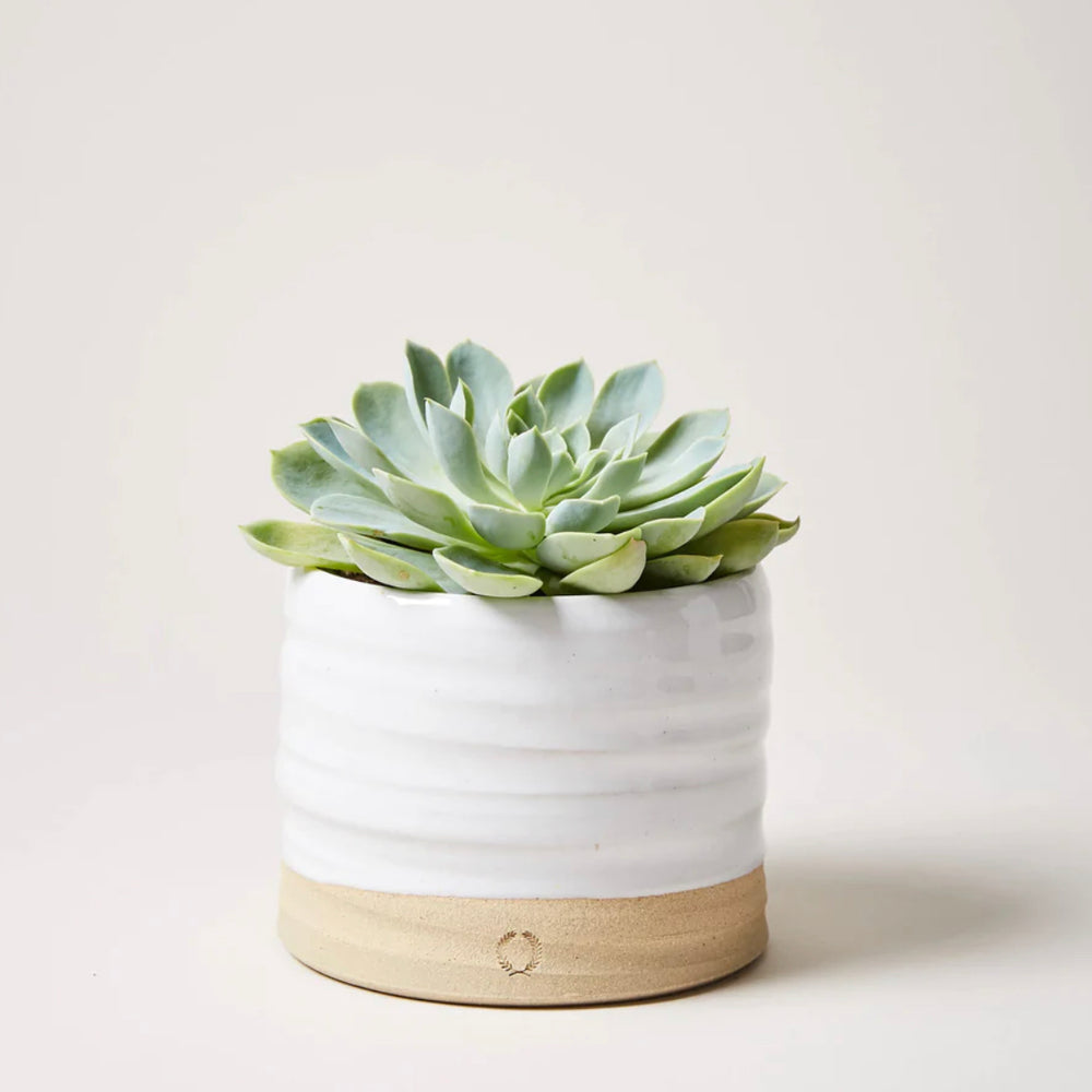 
                      
                        Farmhouse Pottery Trunk Garden Pots
                      
                    