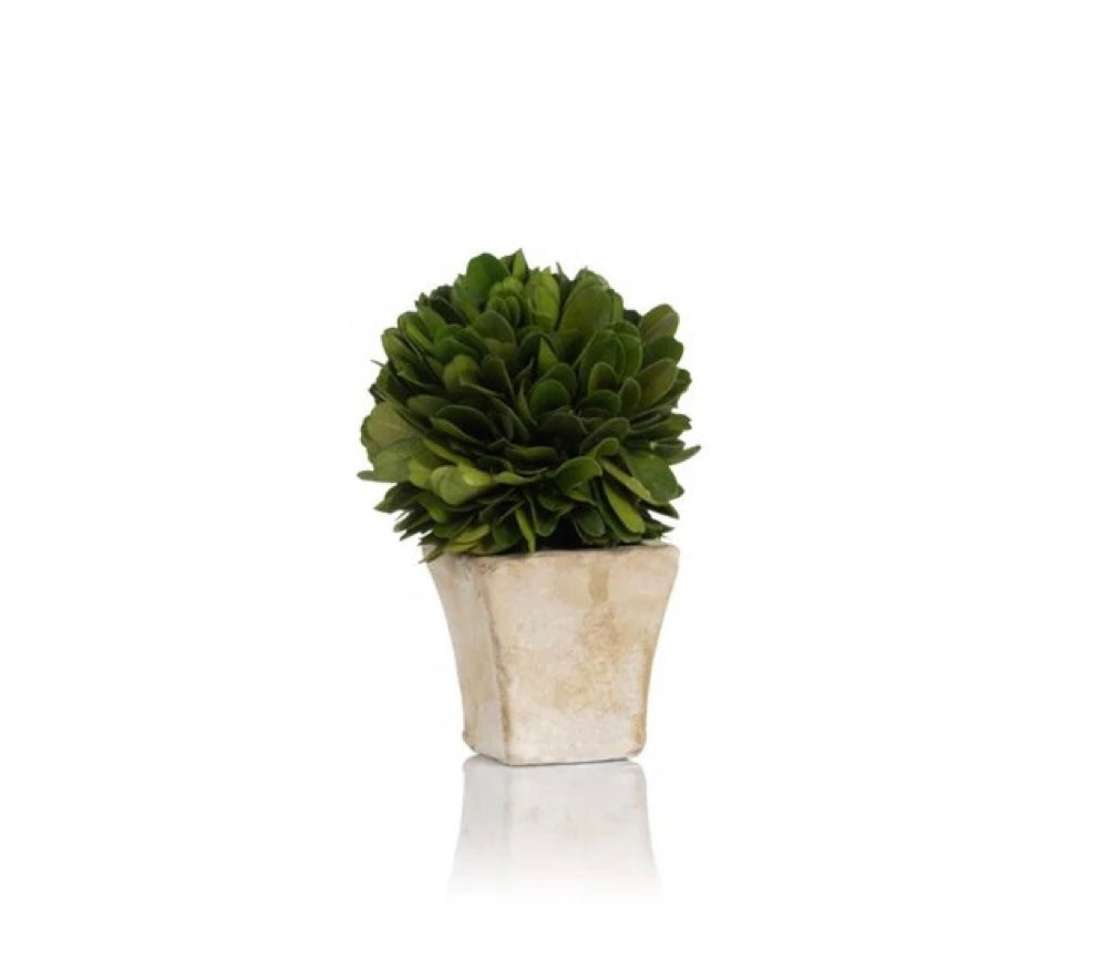 
                      
                        Mini Boxwood Topiary
                      
                    